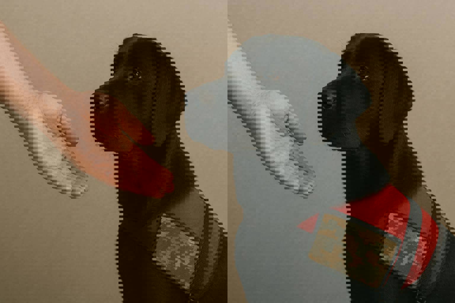 Hund Hjelper Veteran (HHV)